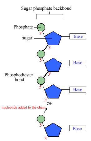 structure of DNA | justanotherbiochemian diagram of thymine 